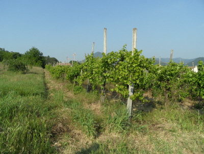 Vendita Terreno uso commerciale Lozzo Atestino