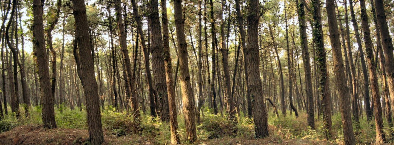 Vendita Terreno uso commerciale Teolo Teolo