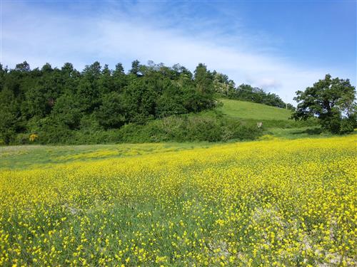 Vendita attività commerciale Via Apsella a Montelabbate (PU) 210.000 mq