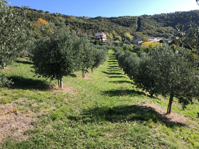 Vendita attività commerciale zona Finetti a Tregnago (VR) 4.350 mq
