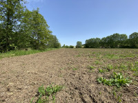 terreno in vendita Teolo foto 007__img_5345.jpg