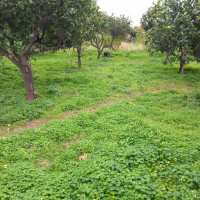 villa in vendita Reggio di Calabria foto 048__immagine_whatsapp_2024-05-31_ore_11_26_10_f0d724ae.jpg