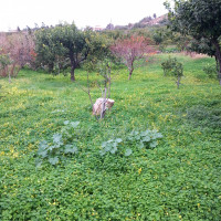 villa in vendita Reggio di Calabria foto 049__immagine_whatsapp_2024-05-31_ore_11_26_11_977d6f56.jpg