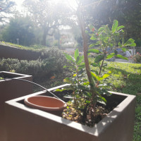 bifamiliare in vendita Montegrotto Terme foto 010__20251029_120823.jpg