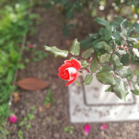 bifamiliare in vendita Montegrotto Terme foto 001__20251029_113732.jpg