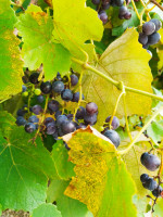 reihenhaus für Verkauf Carrega Ligure foto 999__f762b1bc-ff11-42b4-b547-96cb355a6fe4.jpg