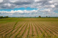 terreno in vendita Ariano Nel Polesine foto 000__terreno_con_semina.jpg