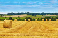 terreno in vendita Ariano Nel Polesine foto 001__terreno_balle_paglia.jpg